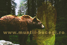 Duhul Ursului Brun din Bucegi Duhul Ursului Brun din Bucegi