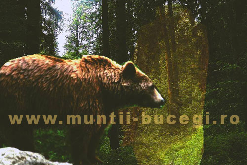 Duhul Ursului Brun din Bucegi Duhul Ursului Brun din Bucegi